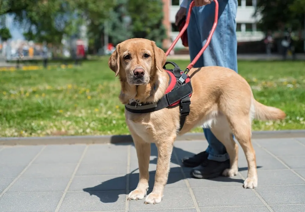 Qualify for a Service Dog