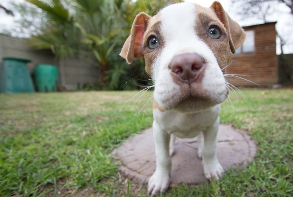 What Behaviors Should I Teach My Pitbull Puppy