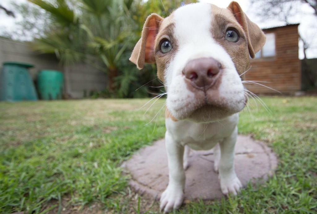 How To Train Pitbull Puppies Canine HQ