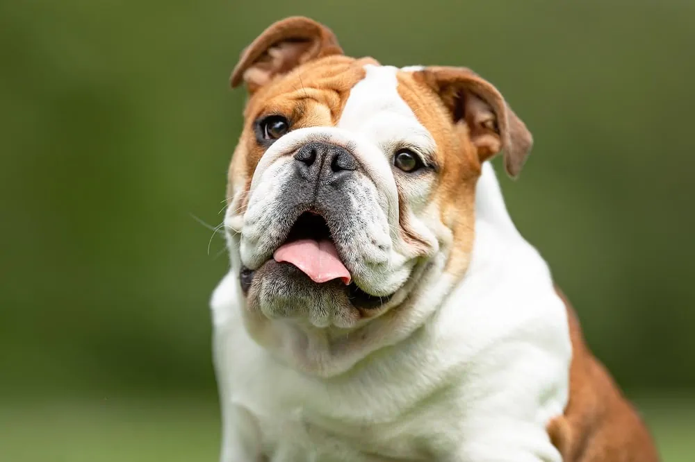 Types Of Bulldogs – Updated For 2022! - Canine HQ