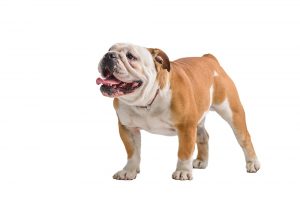 Types of Bulldogs – Updated for 2022!