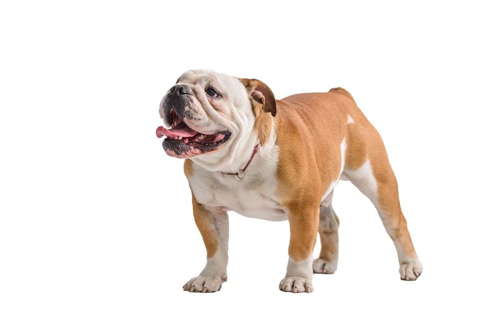 Types of Bulldogs – Updated for 2023!