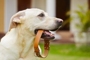 Best Leather Dog Collar - Complete Guide and Reviews 2022