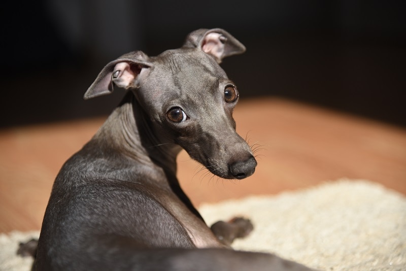 Italian Greyhound Rat Terrier mix