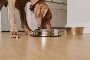 Best Freeze-Dried Dog Food - Complete Guide and Reviews 2022