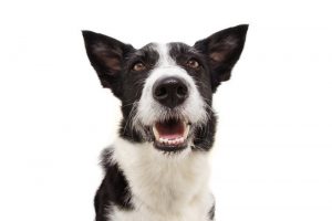 15 Best and Popular Border Collie Mixes - Complete Guide 2022