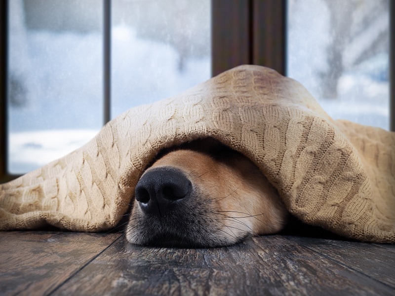 How Cold is Too Cold for Dogs