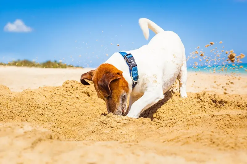 How to Stop Dogs from Digging - Dog Training
