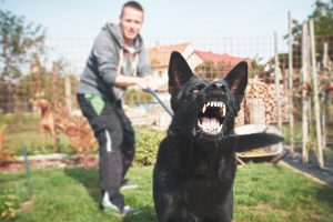 How to Stop a Dog from Biting?