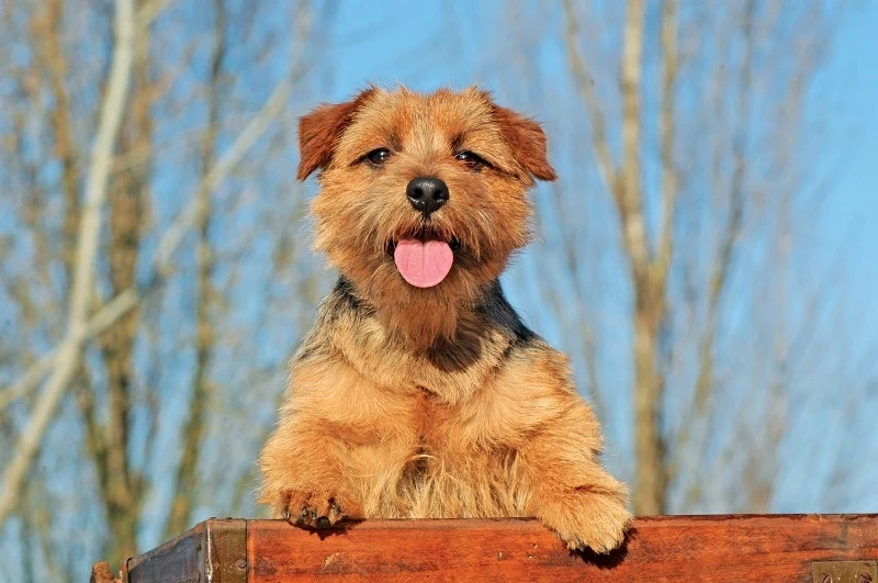 Norfolk terrier dog