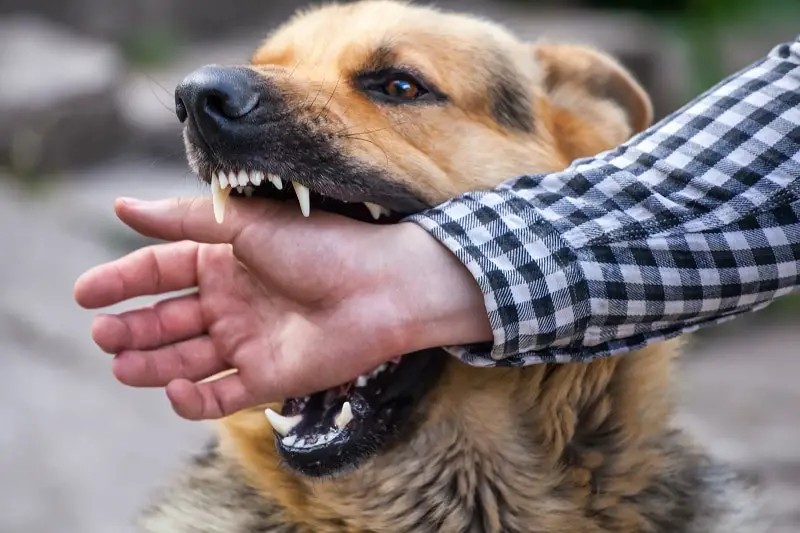 Reasons Why Your Dog Keeps Biting