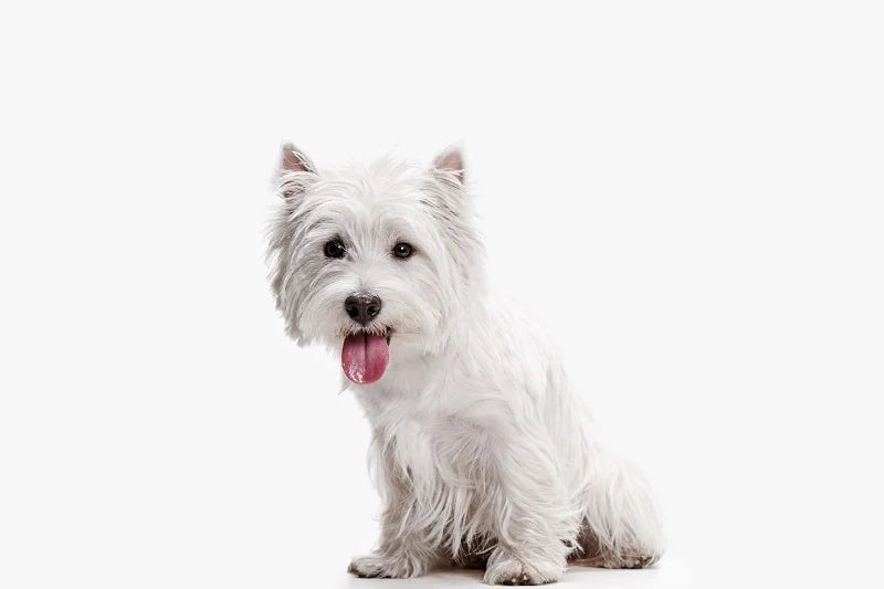 15 Popular Types of Terriers - Terrier Dog Breeds