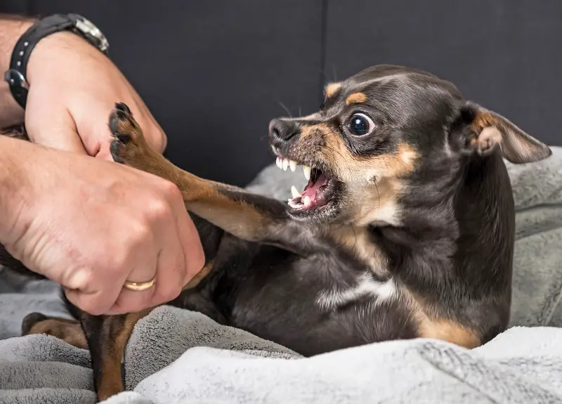 What to Do If Your Dog Has Bitten Someone