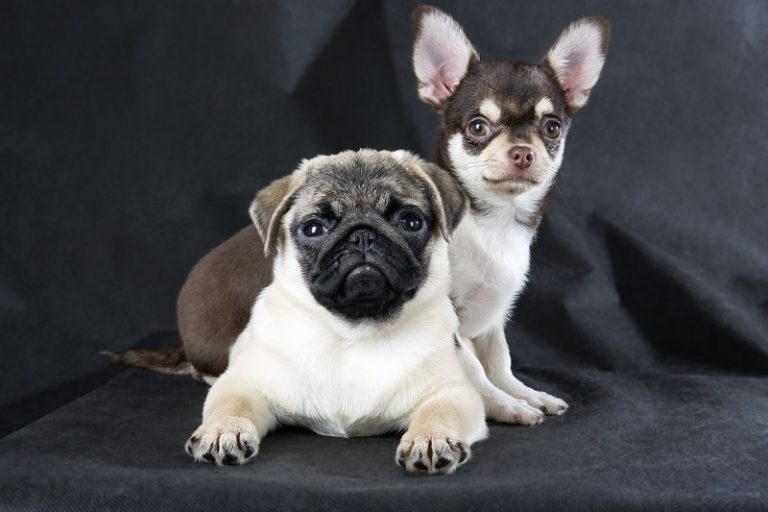 Chihuahua Pug Mix - Complete Guide 2023 - Canine HQ