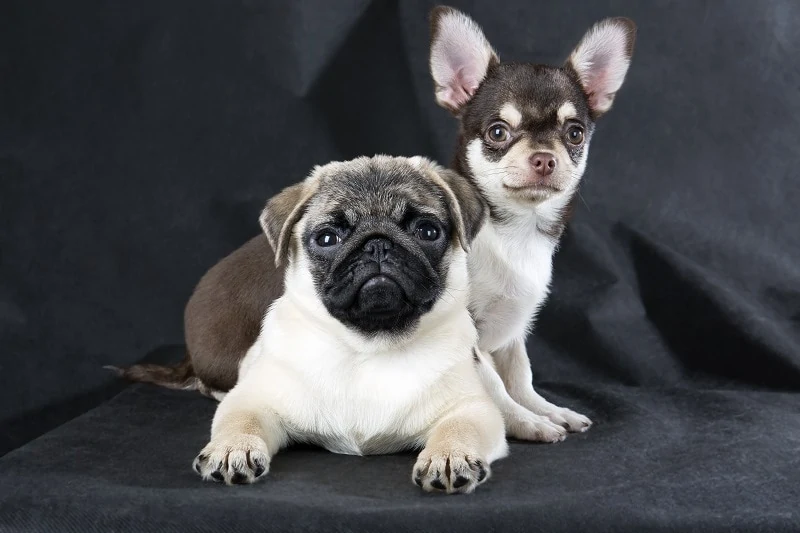 Chihuahua Pug Mix - Complete Guide 2023