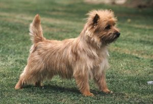 10 Best and Popular Cairn Terrier Mix Breeds 2023