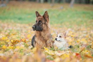 German Shepherd Corgi Mix - Complete Guide 2023 - Canine HQ