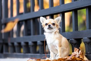 Chihuahua Dachshund Mix Breed - Complete Guide 2022