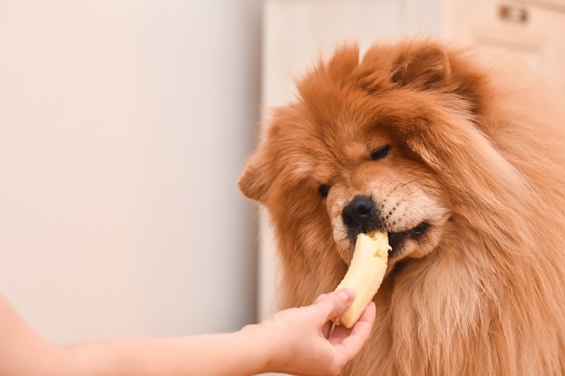 Side Effect of Bananas for Dogs