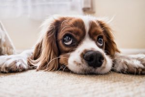Do Dogs Know When You Ignore Them?