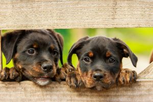 Can Dogs Tell if Another Dog Is a Puppy?