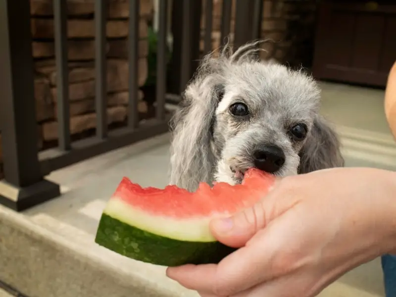 Side Effect of Watermelon for Dogs