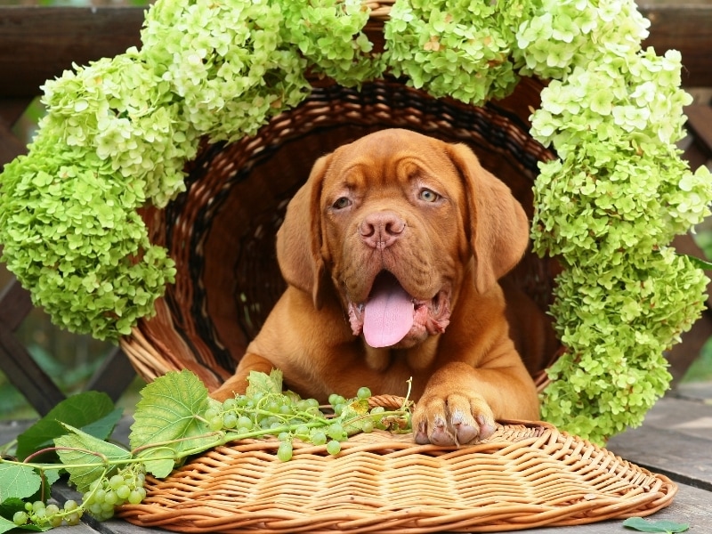 Symptoms of Grape Toxicity in Dogs