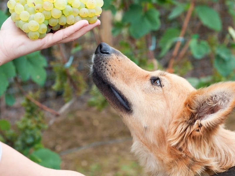 are grapes toxic to dogs