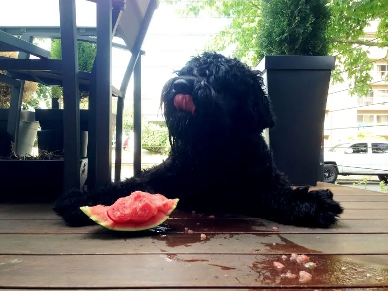 are watermelons good for dogs