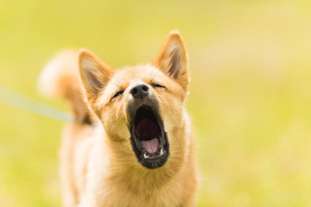 Do Dogs Get Tired of Barking?