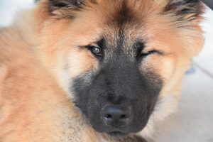 Why Do Dogs Wink?