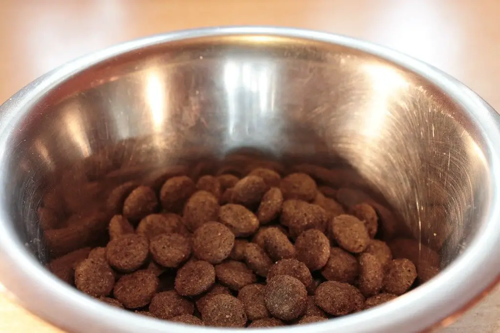 Do Dogs Like Dog Food?