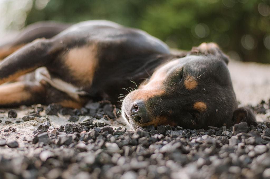Can Dogs Have Night Terrors?