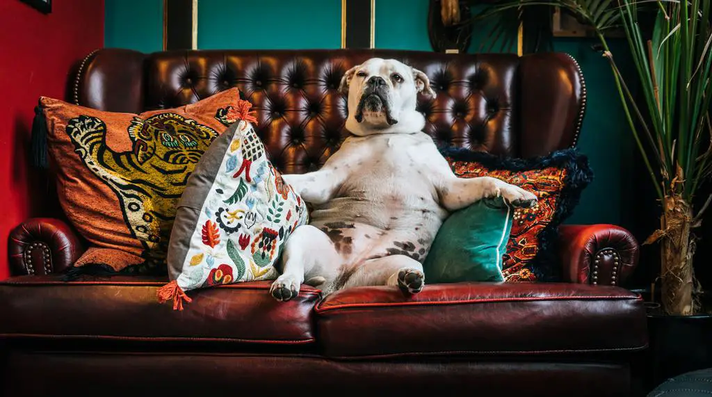 Why Do Dogs Dig on the Couch?
