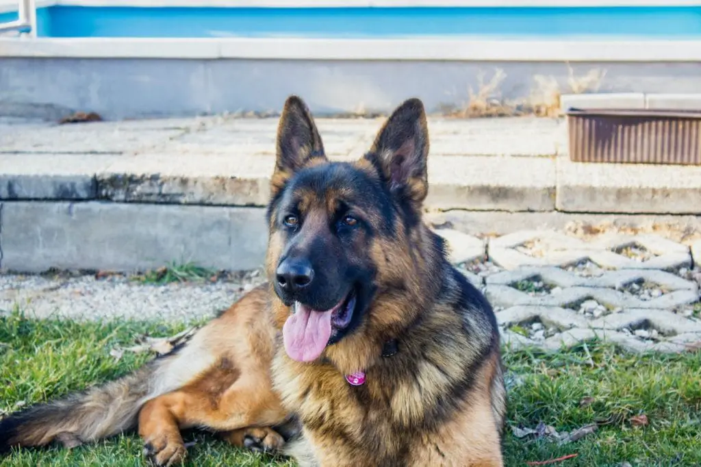 The Best Guard Dog for a First-Time Owner