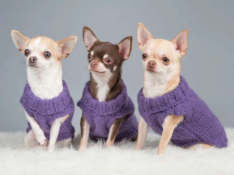 types of chihuahua