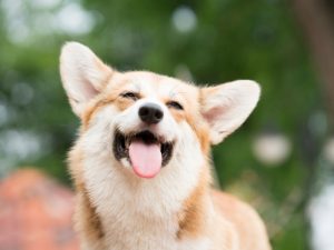 Different Types of Corgis - Complete Guide 2022