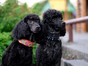 Different Types of Poodles - Complete Guide 2023