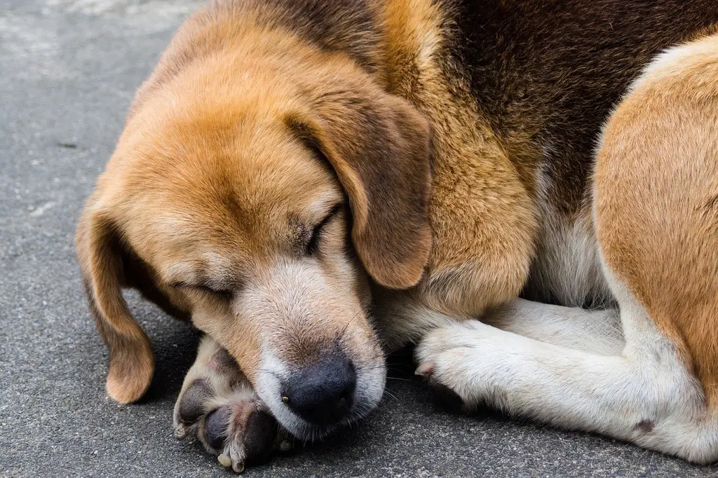 Can Dogs Get Sleep Paralysis?