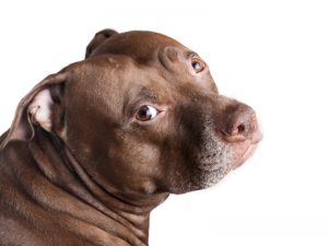Pit Bull Lab Mix - Complete Guide 2022