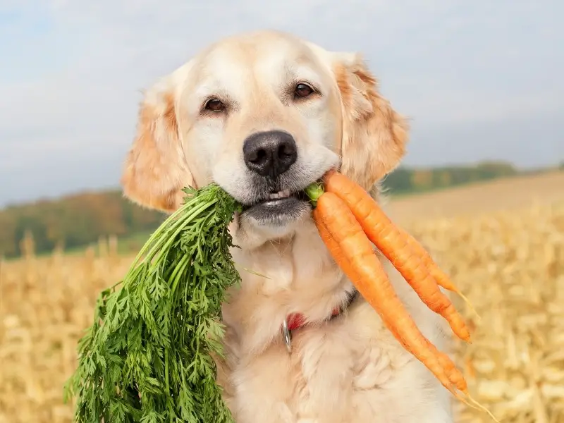 Benefits of Carrots for Dogs