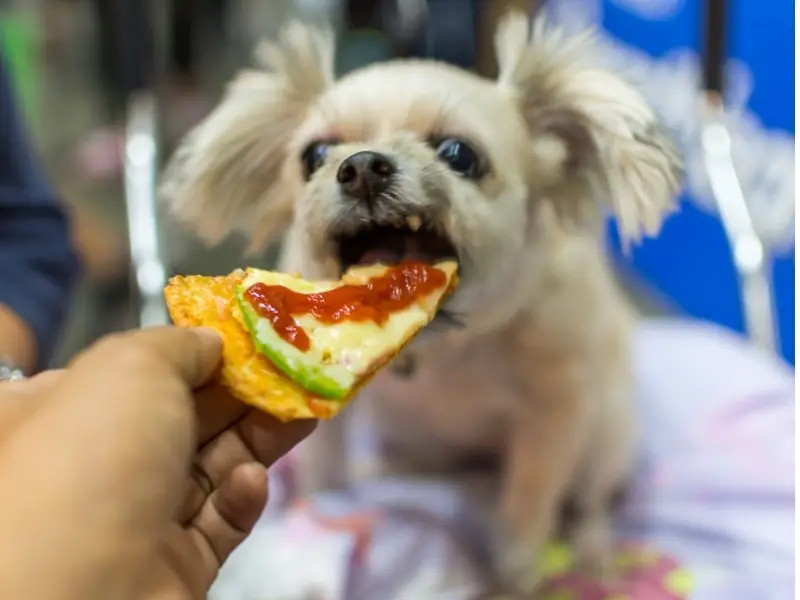 Benefits of Cheese for Dogs