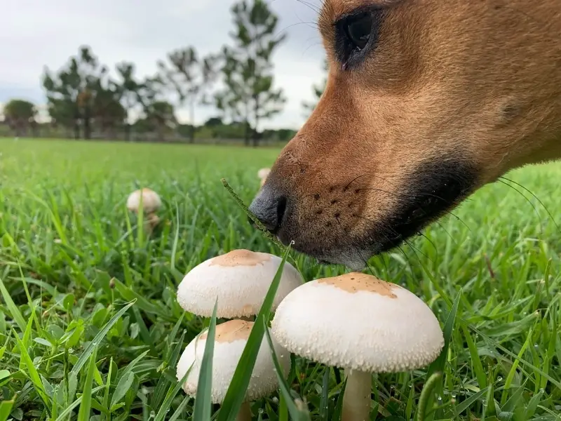 Benefits of Mushrooms for Dogs