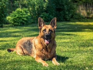 German Shepherd Pit Bull Mix - Complete Guide 2023