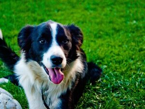 Border Collie Lab Mix - Complete Guide 2022