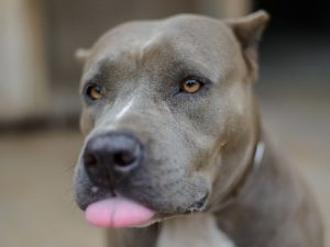 Pit Bull Boxer Mix - Complete Guide 2022