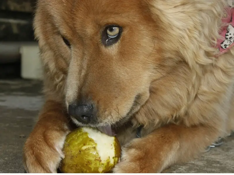 Can Dogs Eat Peaches