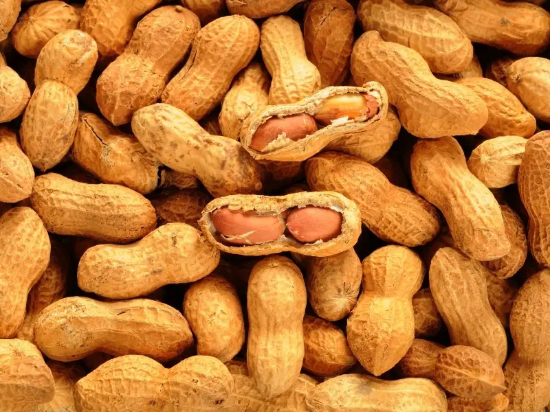 Can Dogs Eat Peanuts?
