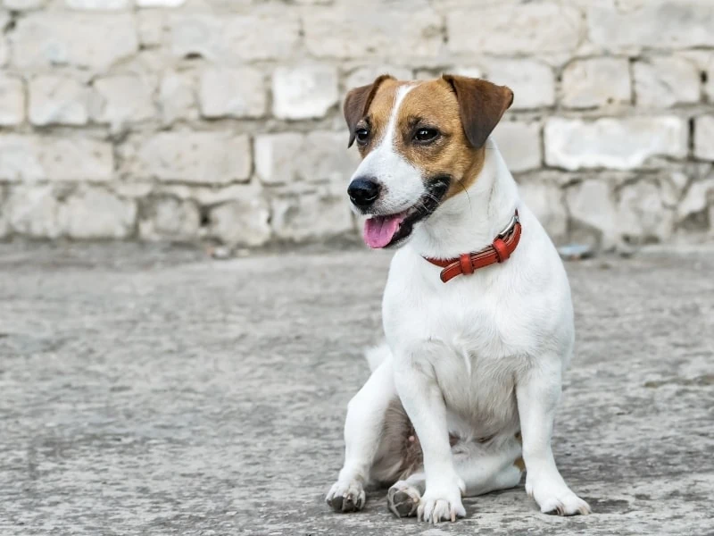 Jack Russell Terrier Mix