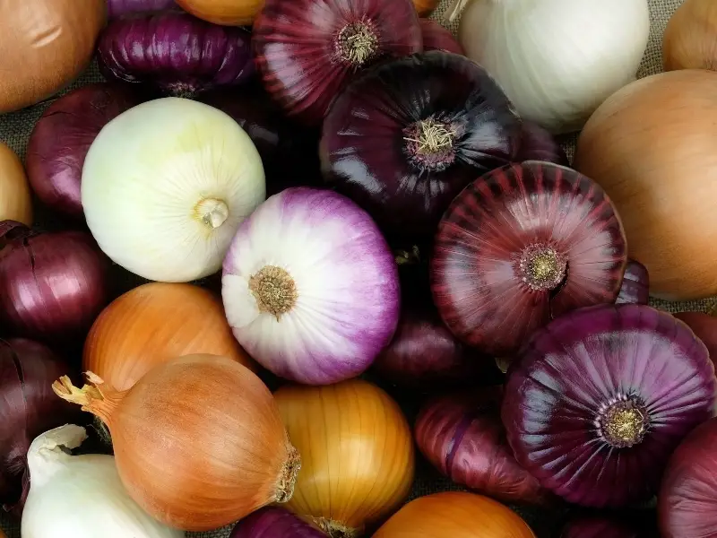 What Parts of Onions Are Toxic to Dogs
